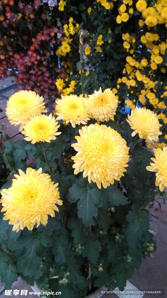 菊花