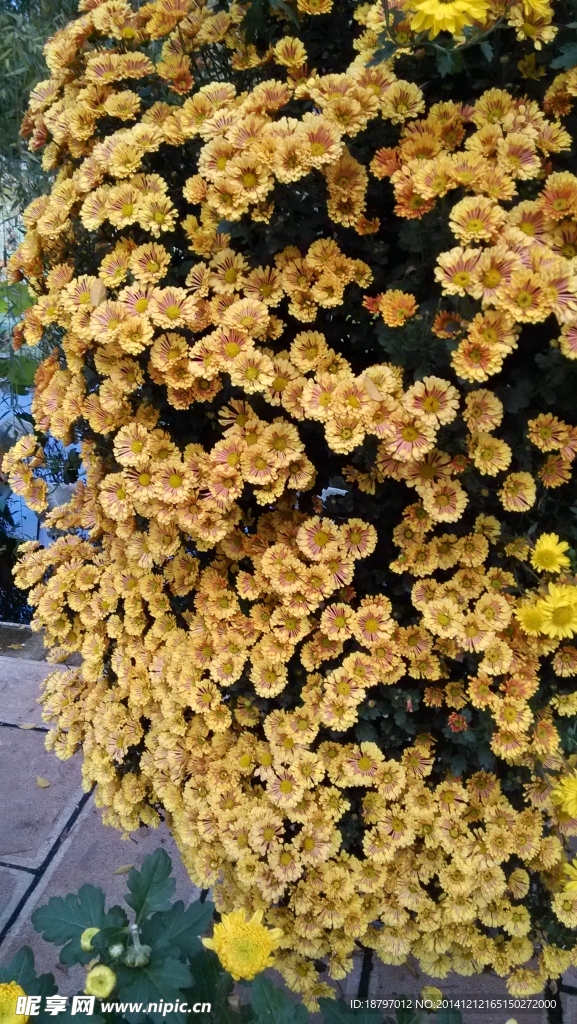 黄色菊花