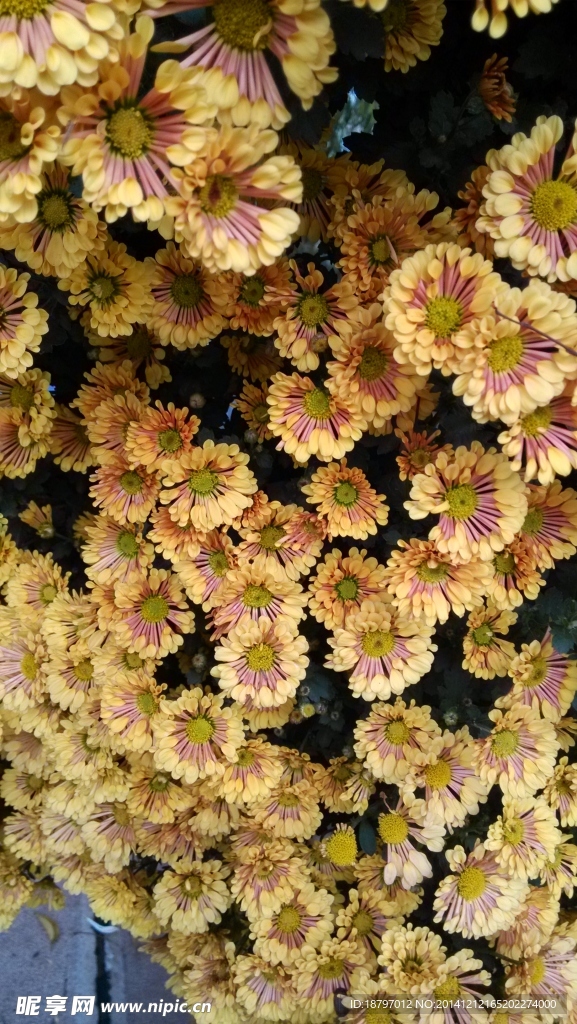 黄色菊花
