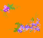 花朵 花边