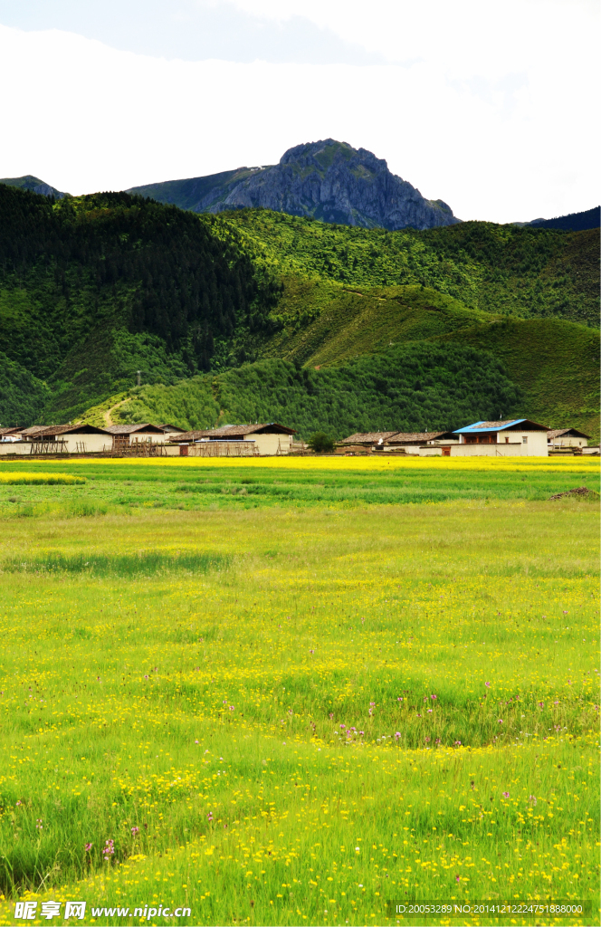 草原