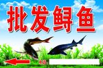 批发鲟鱼