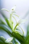 兰花
