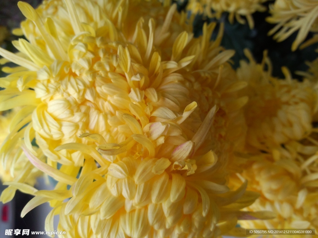 秋菊