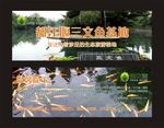 三文鱼卡片