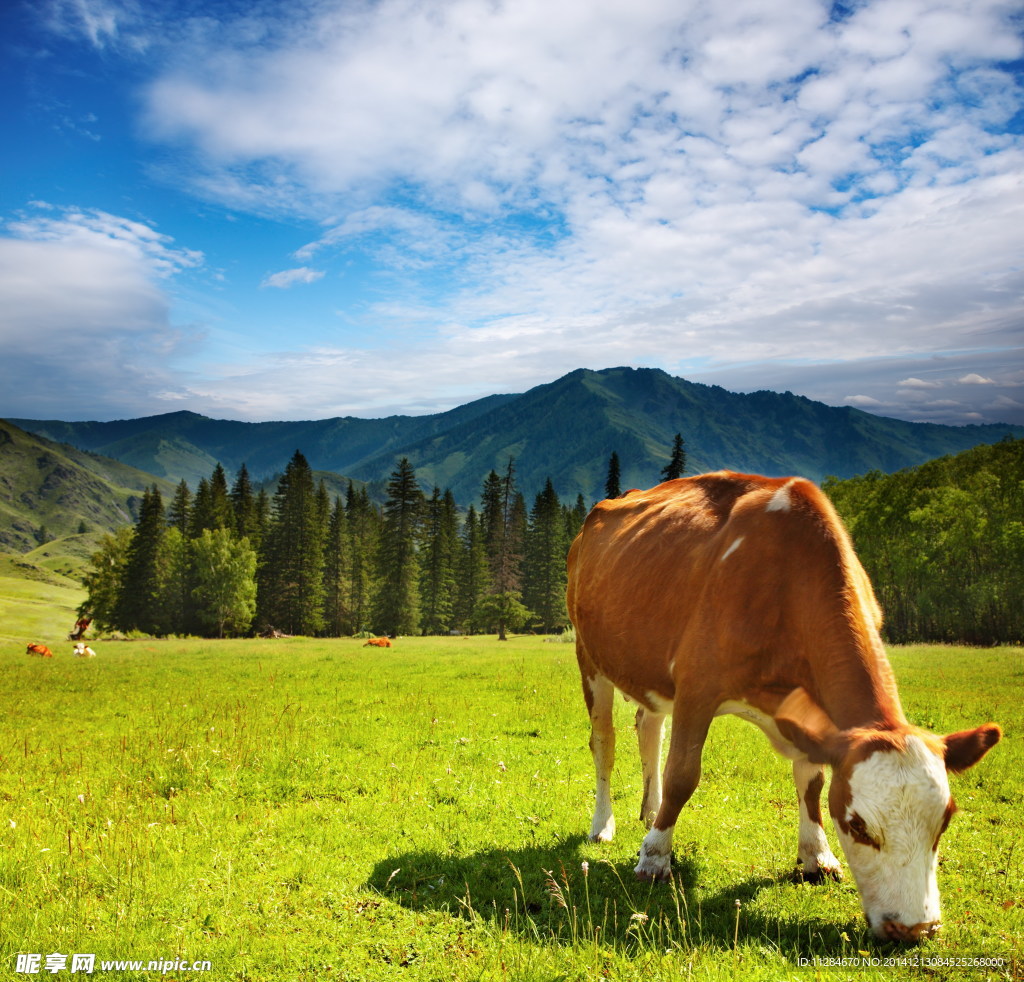 草原牛吃草照片大图图片