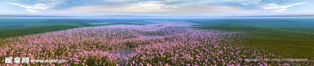 草原花开