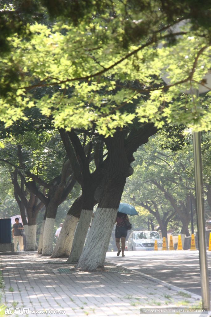 青岛八大关林荫道