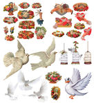 鸽子素材