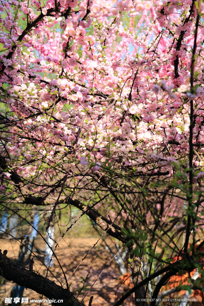 桃花开