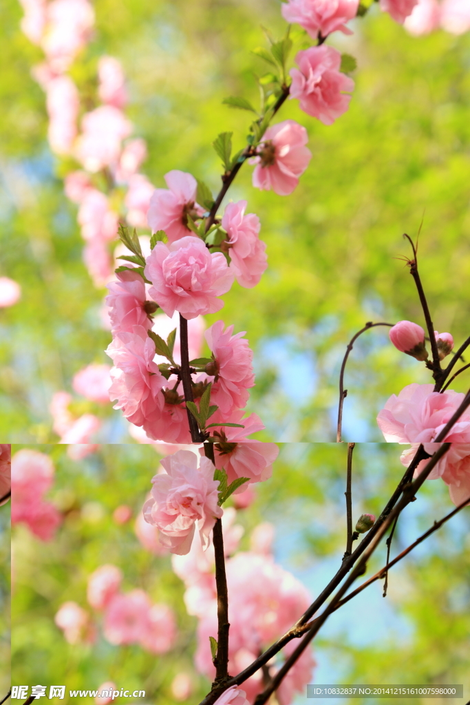 桃花开