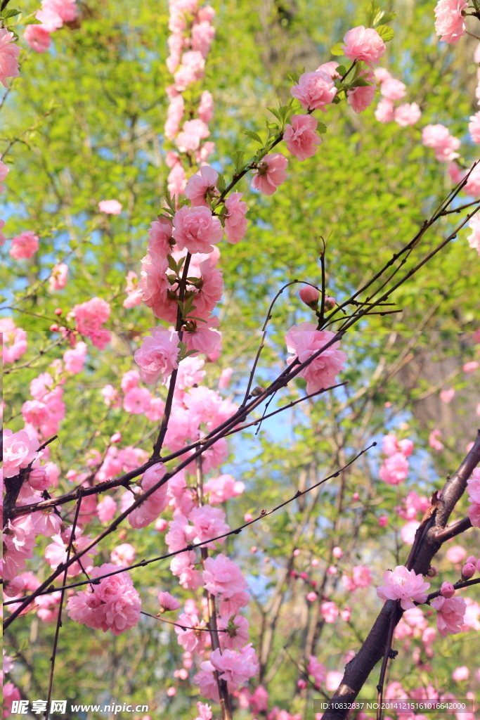 桃花开