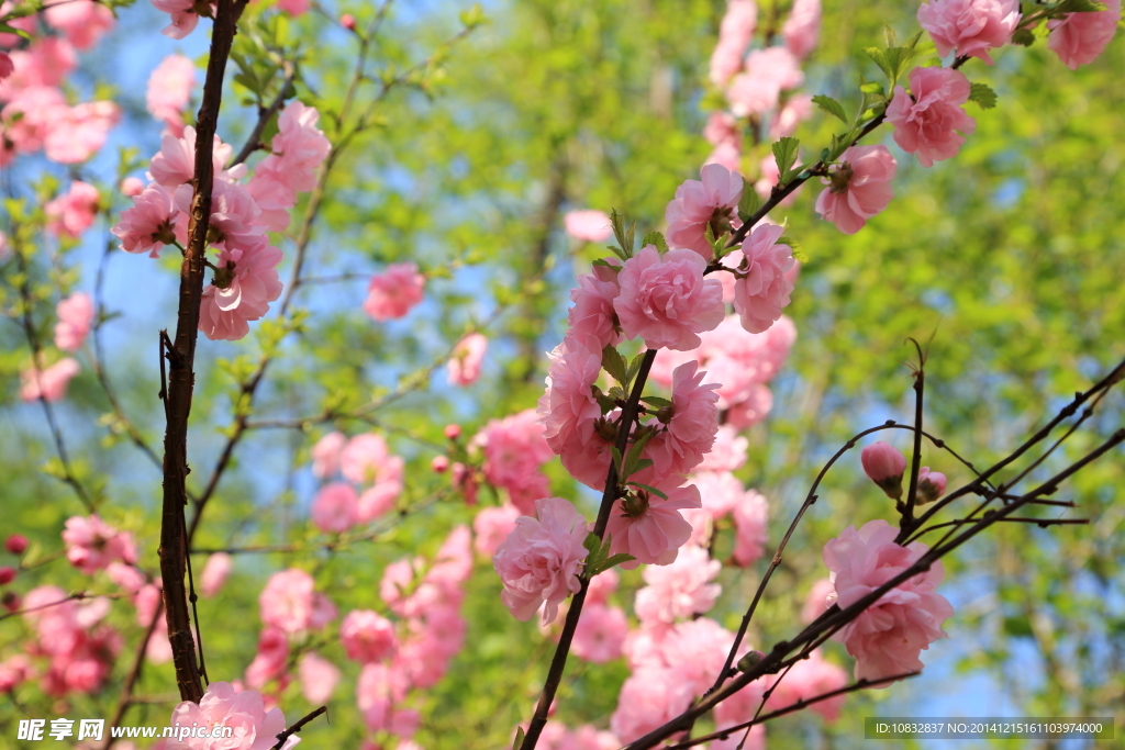 桃花开