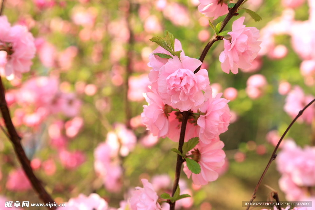 桃花开