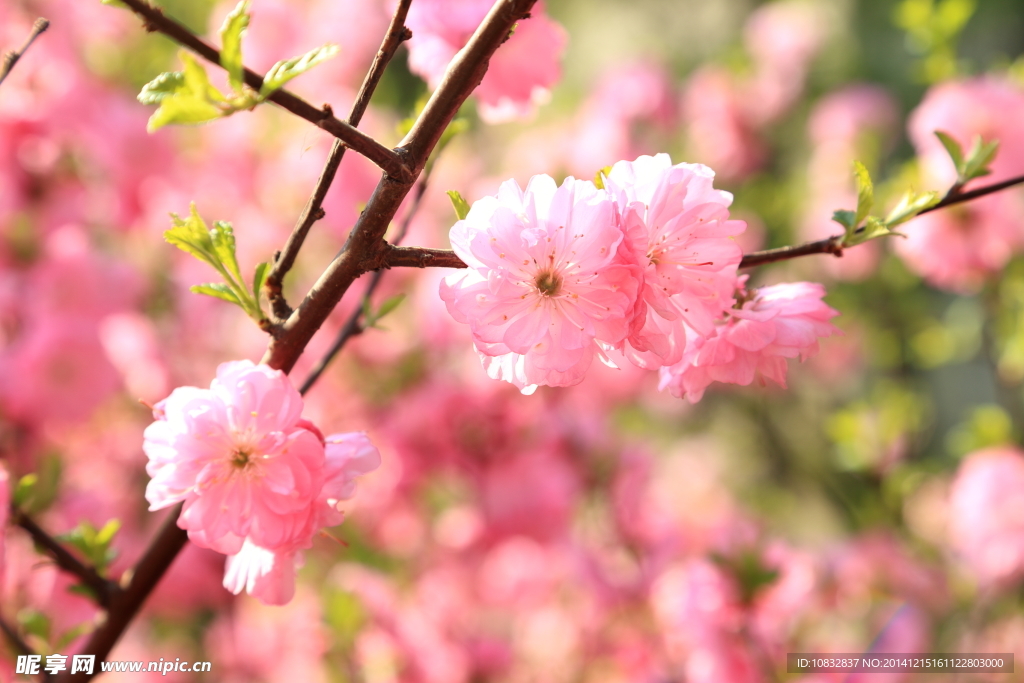 桃花开