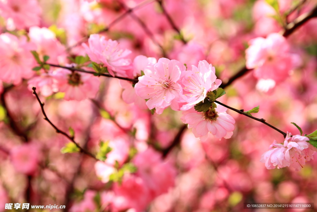 桃花开