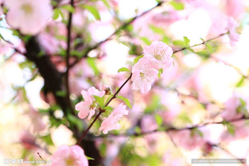 桃花