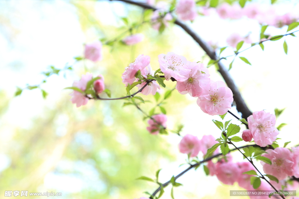 桃花