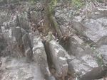 树根