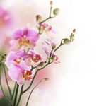 花草