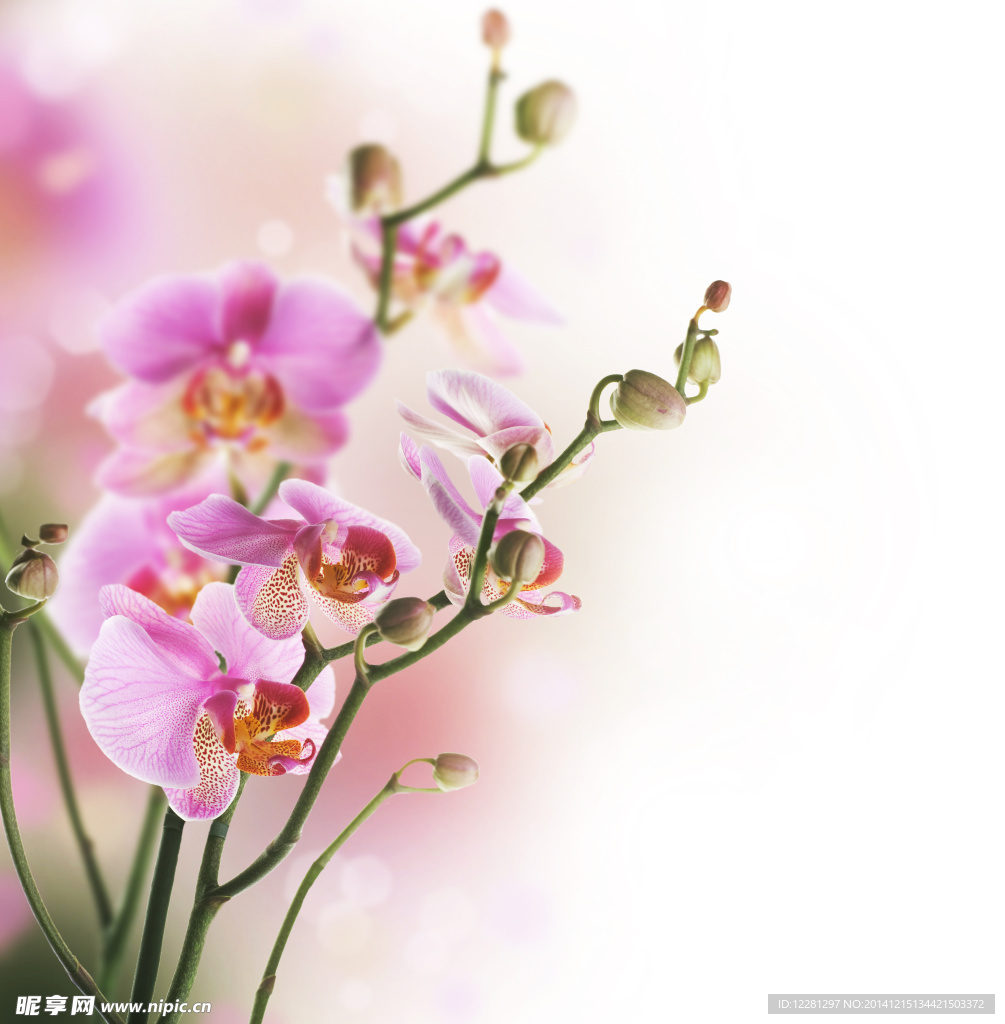 花草