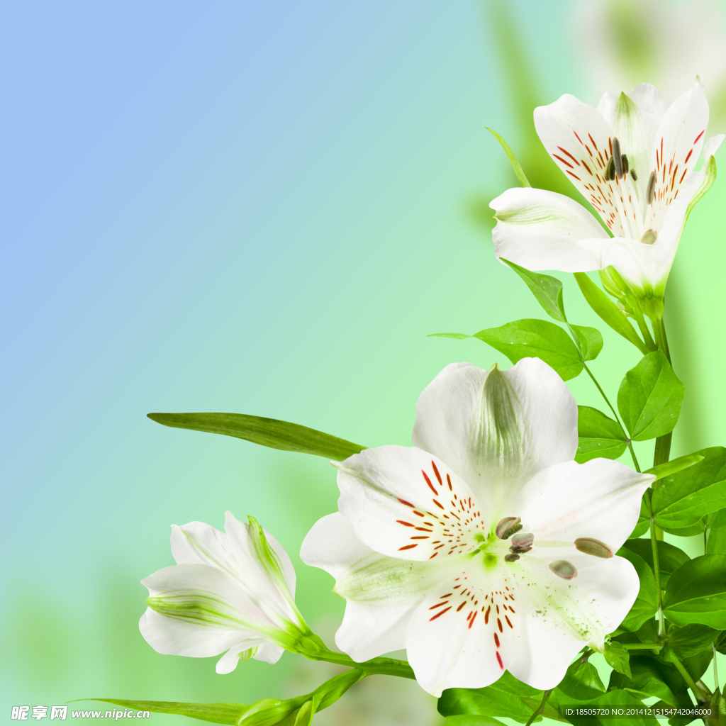 百合花背景图片