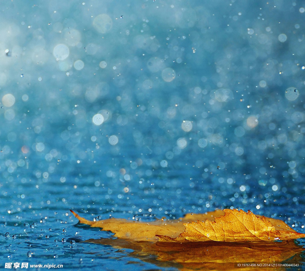 雨水 枫叶