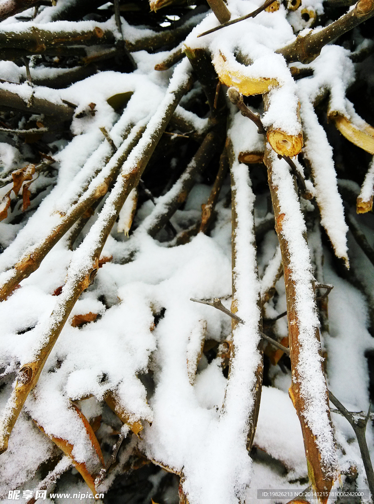 雪景 树枝 积压