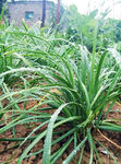 韭菜 植物 水珠