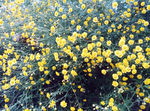 黄色菊花