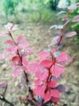 红叶 水珠 雨天