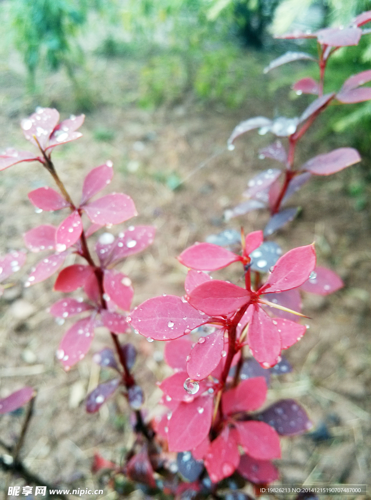 红叶 水珠 雨天