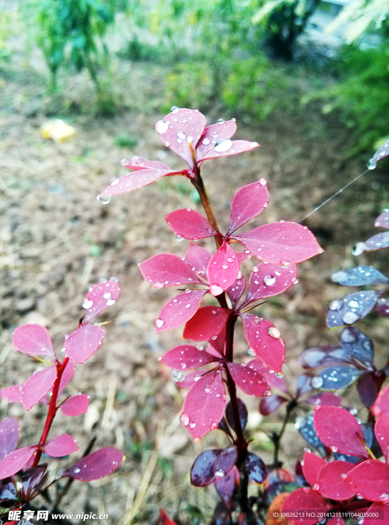 红叶 水珠