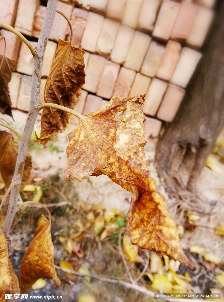 干枯的树叶 枯萎