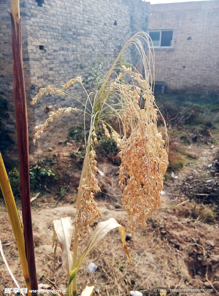 稻穗 秋天