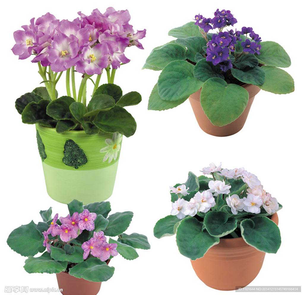 樱草花