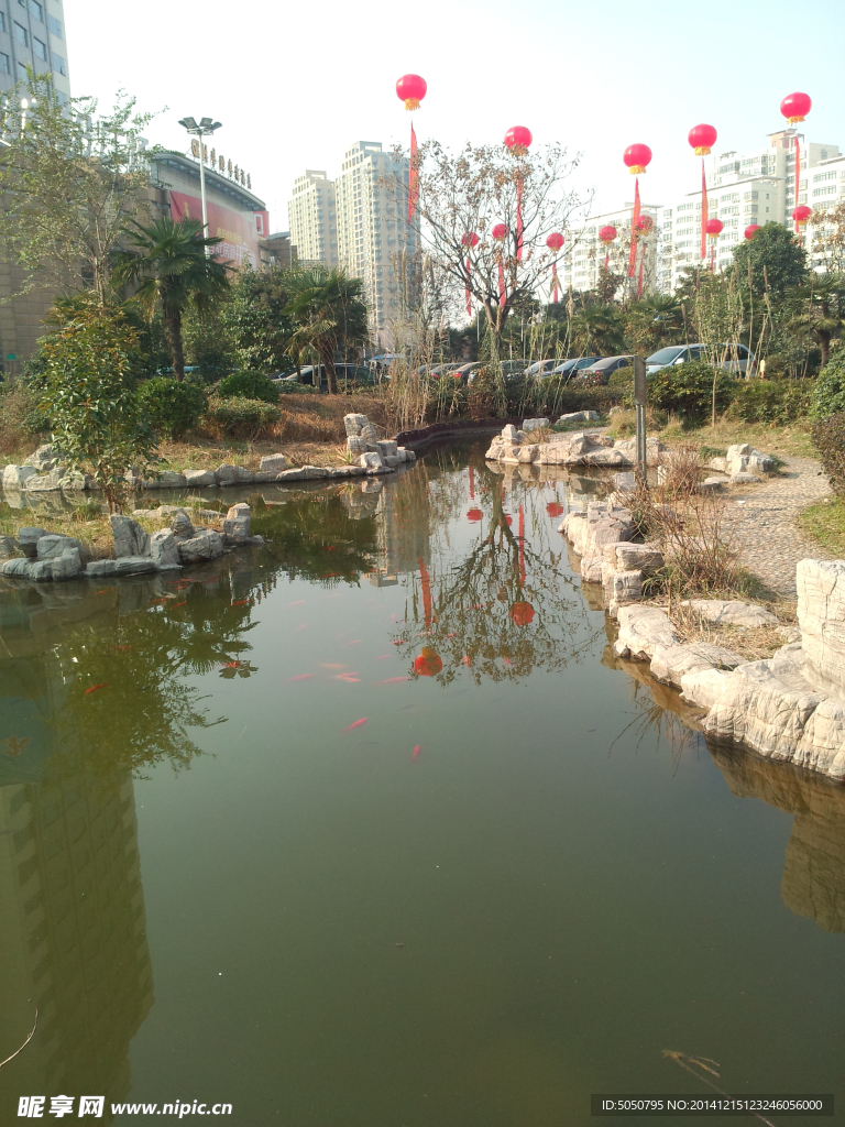 湖水金鱼