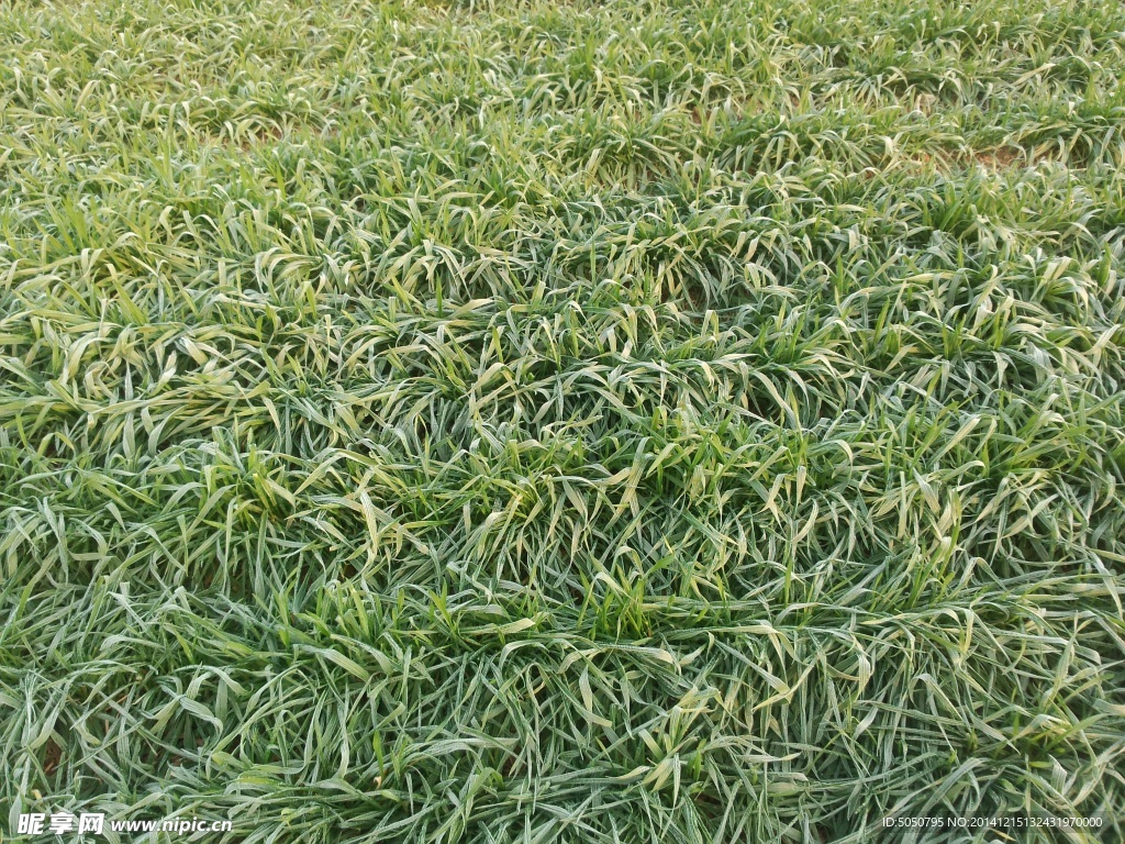 结霜麦田