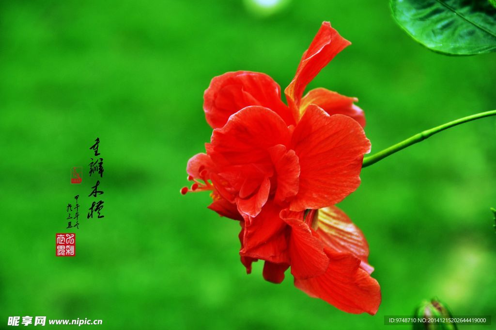 重瓣木槿