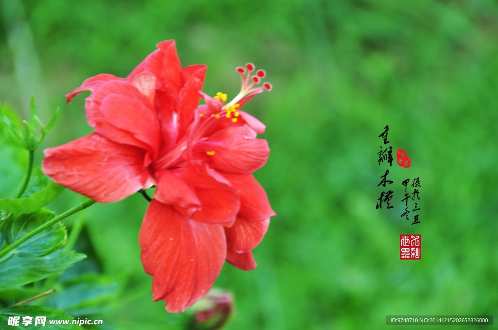 重瓣木槿