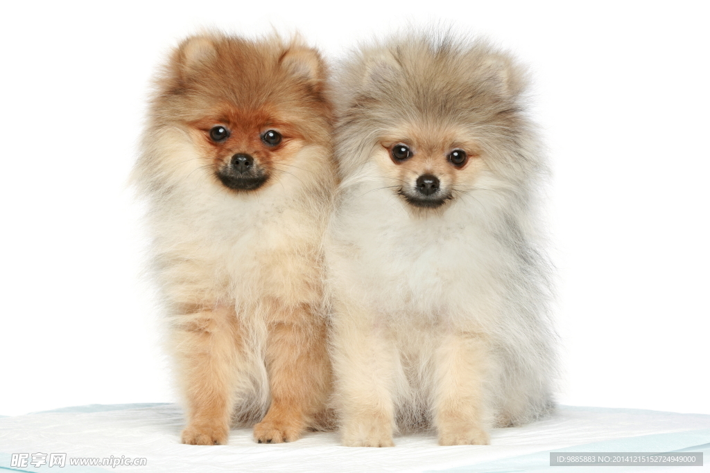 博美犬