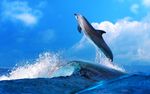 海豚