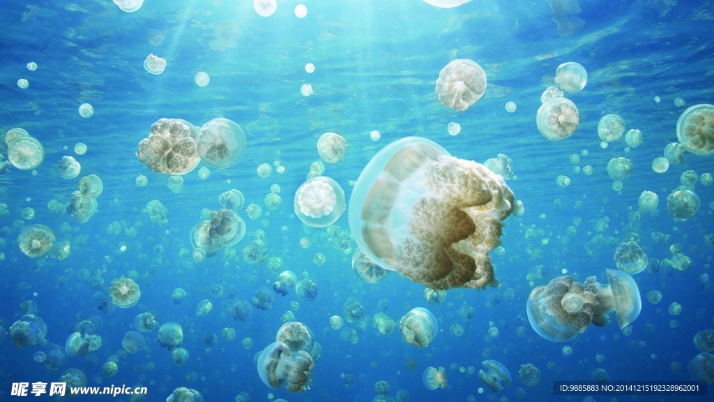 水母