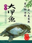 野生大甲鱼