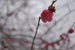 桃花朵朵开