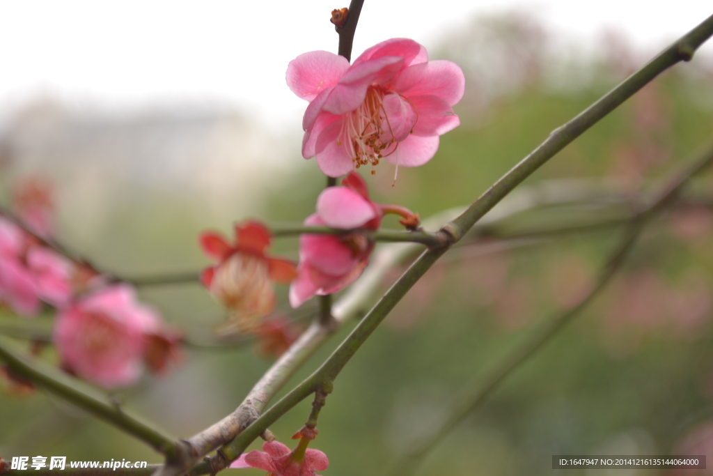 桃花朵朵开