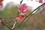 桃花朵朵开