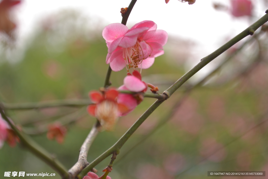 桃花朵朵开