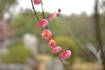 桃花朵朵开