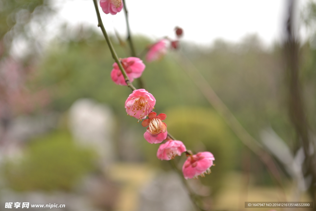 桃花朵朵开